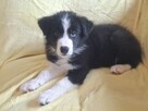 Border Collie szczeniaki - 5