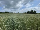 Działki z MPZP w miejscowości Niedary 25,35ar oraz 11,7ar - 2