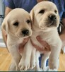 Labrador retriever - 2