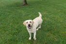 Labrador retriever - 7