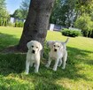 Labrador retriever - 5