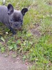 Buldog francuski - 4