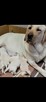 Labrador retriever - 8