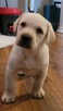 Labrador retriever - 14
