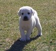 Labrador retriever - 11