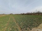Działka na sprzedaż Stok Lacki Folwark - 2