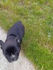 Buldog francuski - 7