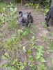 Buldog francuski - 7