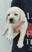 Labrador retriever - 6