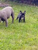 Buldog francuski - 5