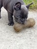Buldog francuski - 2