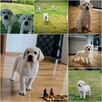 Labrador retriever - 3