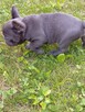 Buldog francuski - 6