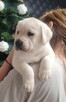 Labrador retriever - 15