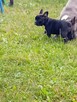 Buldog francuski - 3