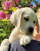 Labrador retriever - 4