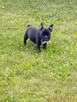 Buldog francuski - 4