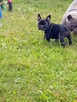 Buldog francuski - 2
