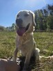 Golden retriever - 2