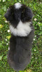 Piękny czarno-biały Border Collie, pies ZAFIR z hodowli, peł - 4