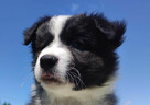 Piękny czarno-biały Border Collie, pies ZAFIR z hodowli, peł - 5