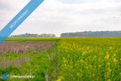 Działka z wydanymi warunkami na 2 domy w Pyrzycach - 3