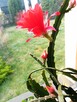 Cylindropuntia subulata- sukulent ten i inne... - 15