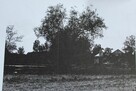 Okazja: Historyczny Dworek 179m² , dz. 0,8 ha w Sercu Polski - 9
