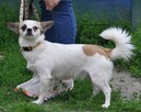 Barbi - 3