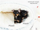 Mini Piesek Pinczer miniaturowy, tzw. Ratlerek Sarenka do RE - 2