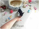 Pinczer miniaturowy - Ratlerek, tzw. sarenka, Piesek nr1 - 6