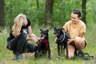Devi i Devo - łagodne, poczciwe psiaki szukają wspólnego dom - 2