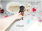 Pinczer miniaturowy - Ratlerek, tzw. sarenka, Piesek nr1 - 3