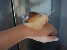 Sprzedam Ślimaki afrykańskie Lissachatina (Achatina)fulicia - 4