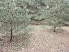 Syndyk sprzeda - Łacha - 12