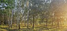 Działka bud.; 2900 M2; Łukawska Wola; WZ; ZADRZEWIONA - 8