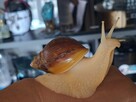 Sprzedam Ślimaki afrykańskie Lissachatina (Achatina)fulicia - 3