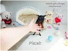 Pinczer miniaturowy - Ratlerek, tzw. sarenka, Piesek nr1 - 2