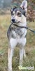 FRED - rok po adopcji Pan oddał mnie jak zbędną rzecz... - 2