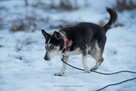 Olaf – uroczy psi staruszek szuka kochającego domu - 5