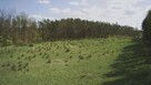 Działka budowlana 1000M2; WZ; BRZÓZA - 4