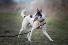 Thor szuka domu który go pokocha - 4