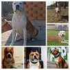American Staffordshire Terrier - 4