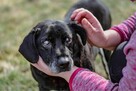 Bambo-niewidomy, starszy, czarny pies do adopcji - 5