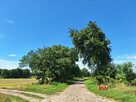 Działka inwestycyjna Murzynowo gm. Skwierzyna, - 4