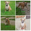 American Staffordshire Terrier - 3