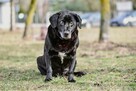 Bambo-niewidomy, starszy, czarny pies do adopcji - 7
