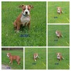 American Staffordshire Terrier - 7