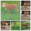 American Staffordshire Terrier - 5
