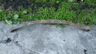 Resor dwupiorowy Fiat 125 - 4